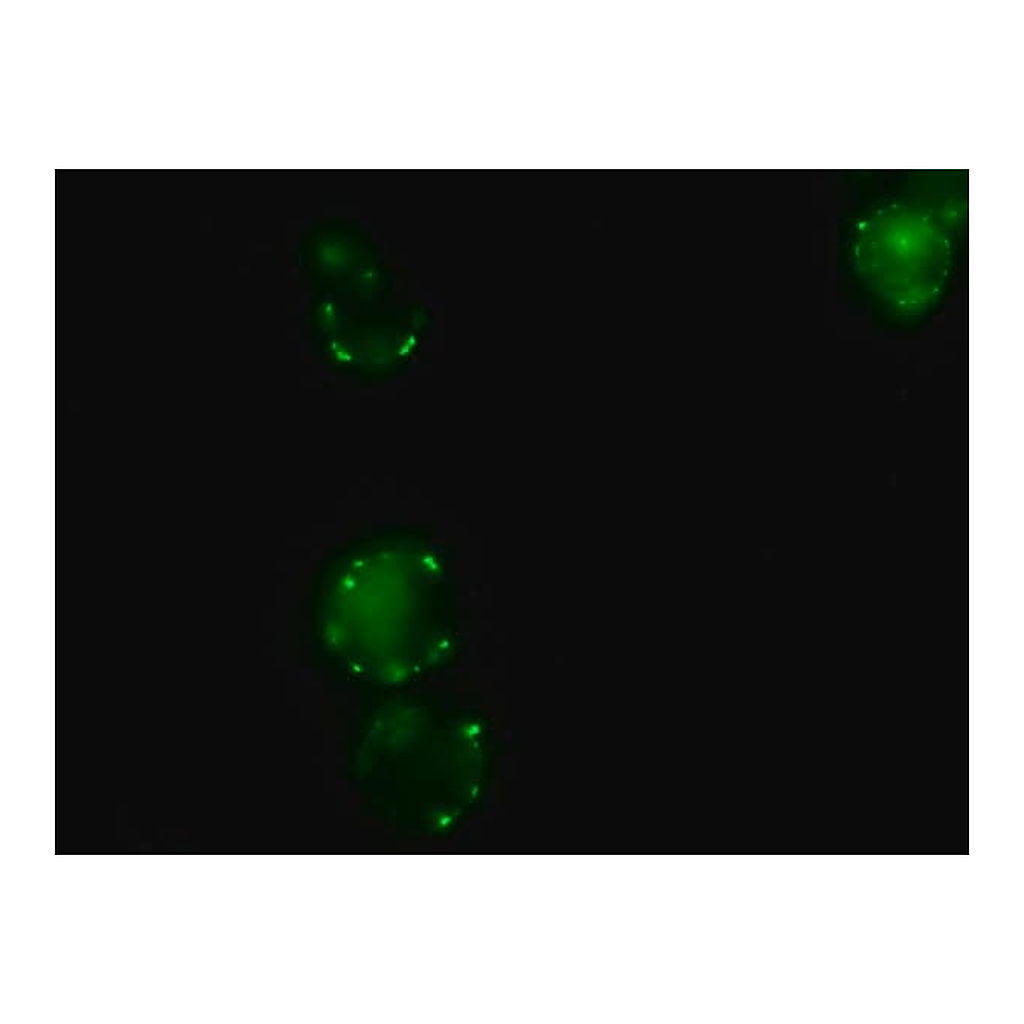 Merck Anti-Pig IgG (whole molecule)-FITC antibody produced in rabbit