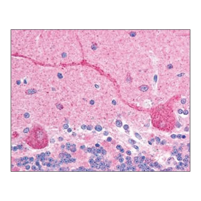 Merck Anti-CHFR antibody produced in goat