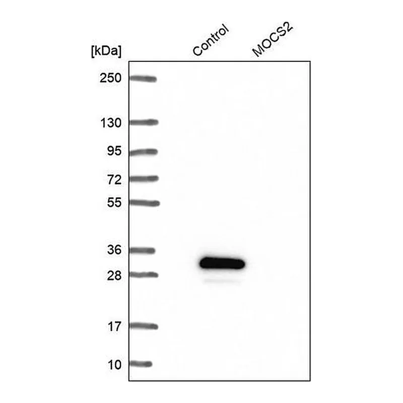 Merck Anti-MOCS2 antibody produced in rabbit