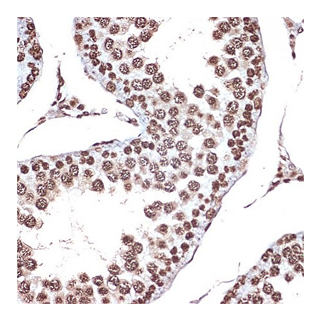 Merck Anti-HMGB2 antibody produced in rabbit