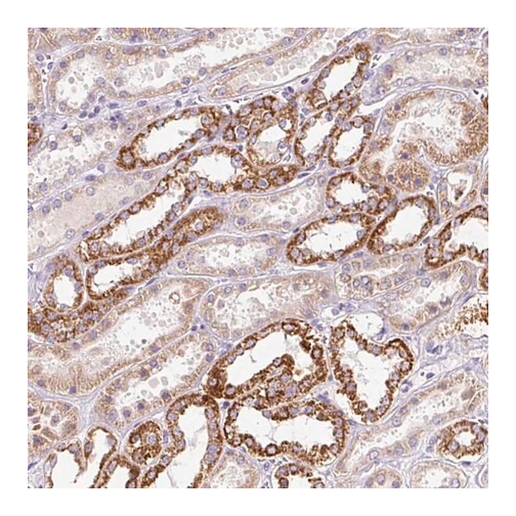 Merck Anti-PMAIP1 antibody produced in rabbit