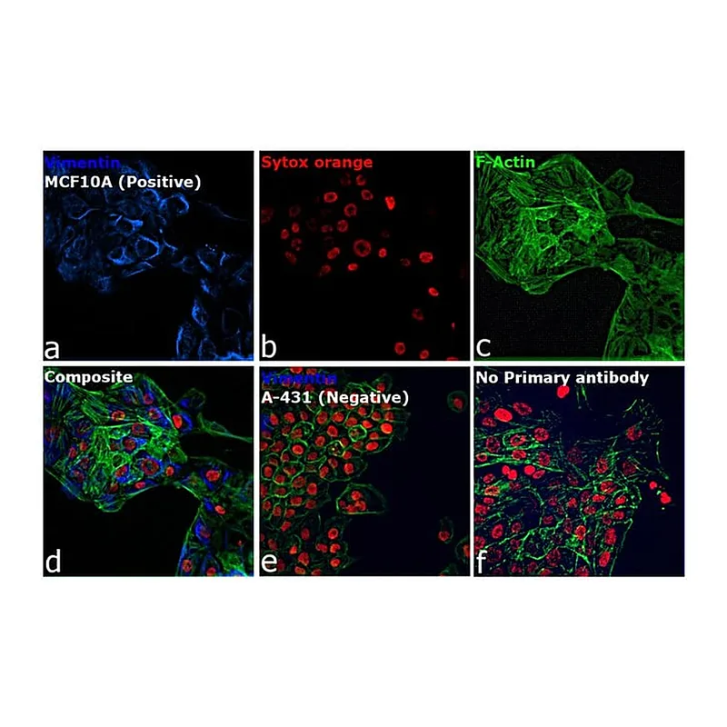 Thermo Fisher Scientific Goat anti-Rabbit IgG (H+L) Cross-Adsorbed Secondary Antibody, Alexa Fluor 350