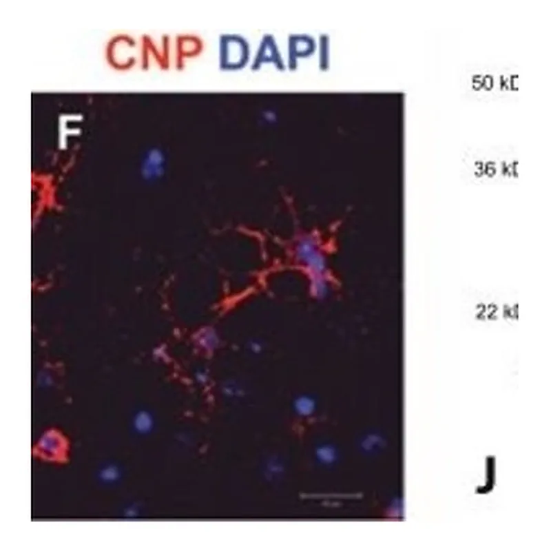 Merck MONOCLONAL ANTI-CNPASE, CLONE 11-5B