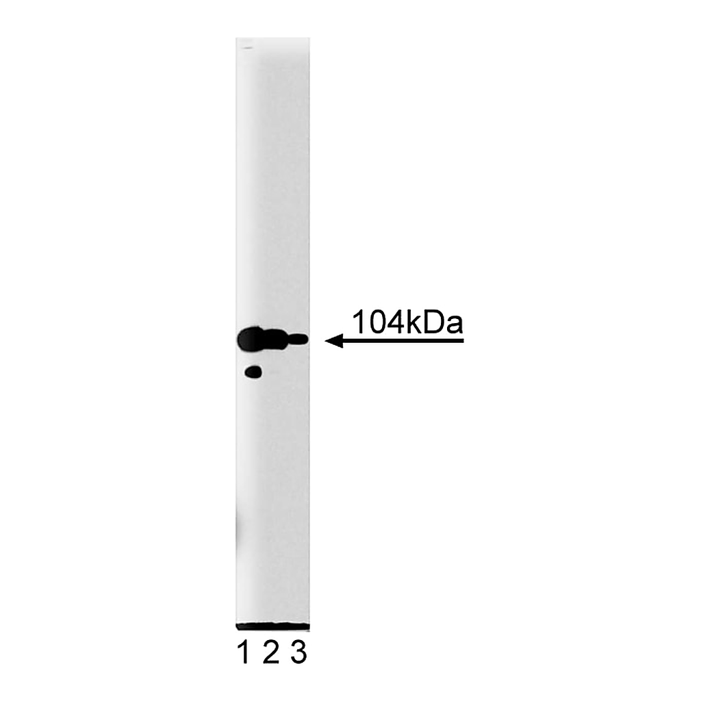 BD Purified Mouse Anti-Adaptin γ