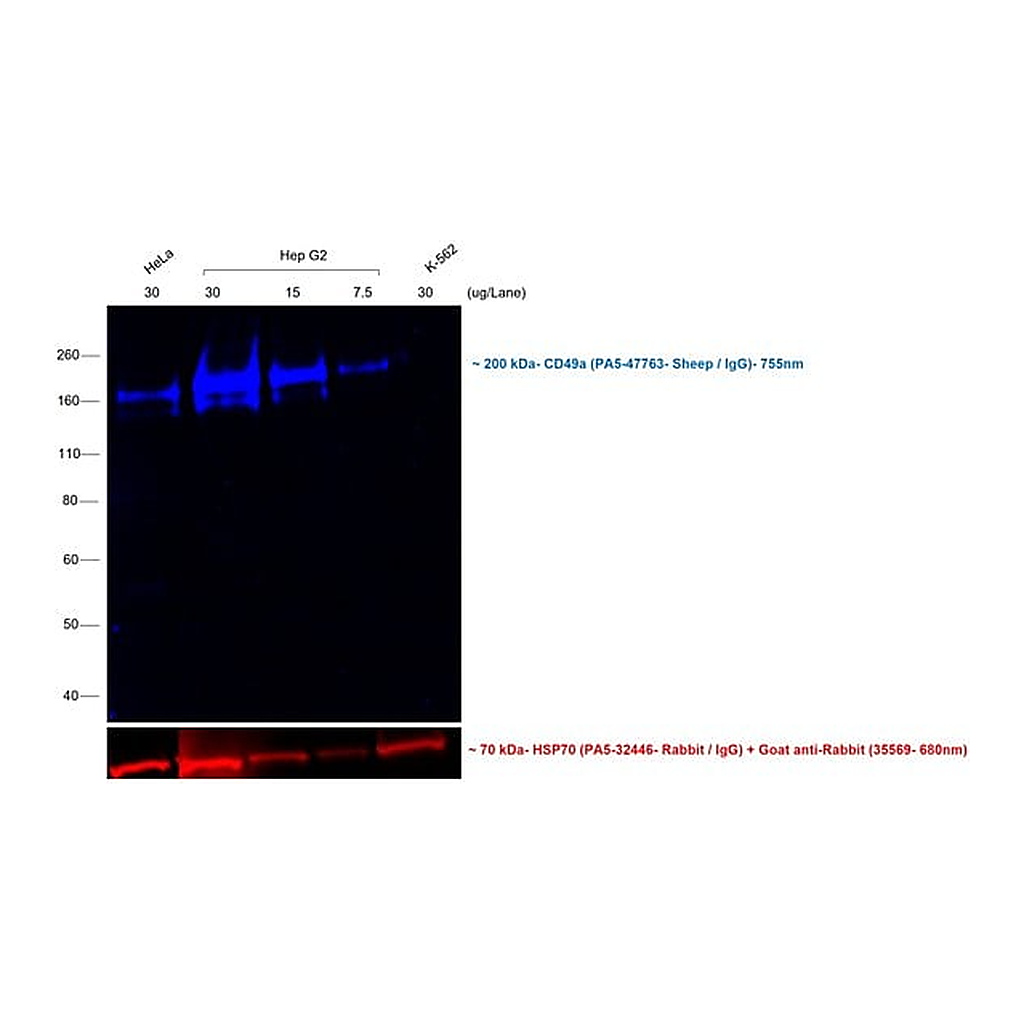 Thermo Fisher Scientific Rabbit anti-Sheep IgG (H+L) Cross-Adsorbed Secondary Antibody, DyLight 755