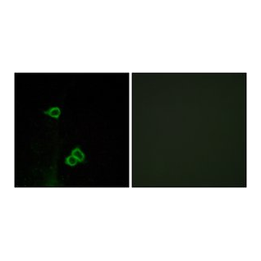 Merck ANTI-CXCR7 ANTIBODY PRODUCED IN RABBIT