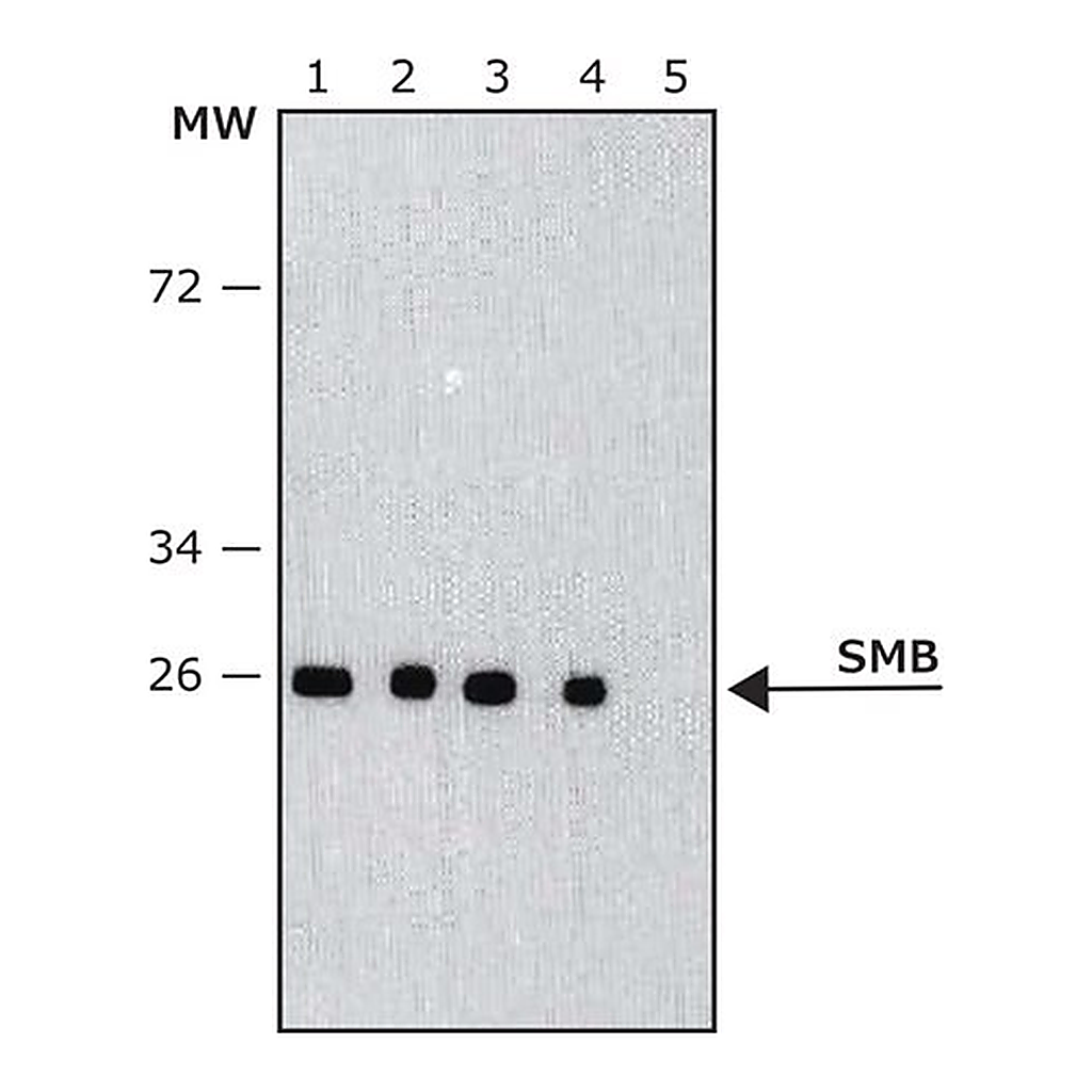 Merck Monoclonal Anti-SmB antibody produced in mouse