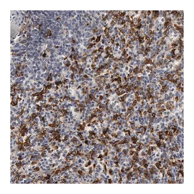 Merck Anti-C1QC antibody produced in rabbit