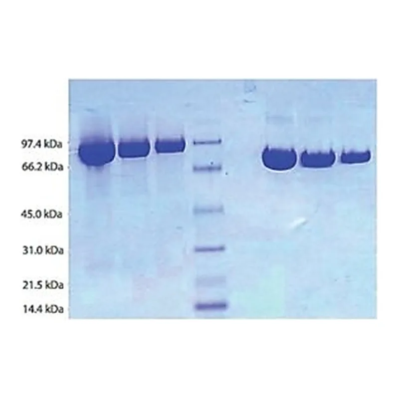 Merck PLASMINOGEN,HUMAN PLASMA