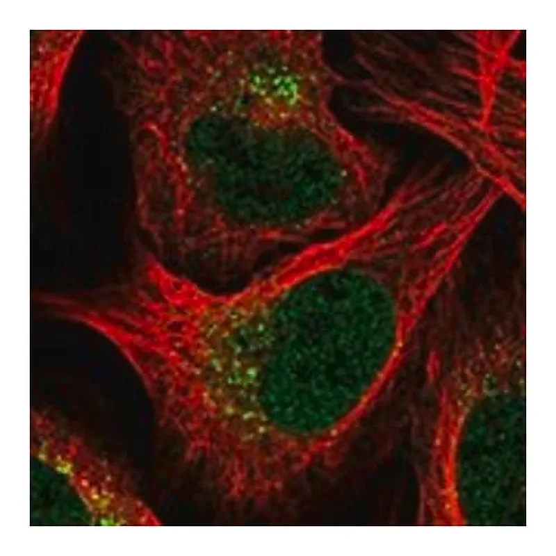Merck Anti-EPC1 antibody produced in rabbit