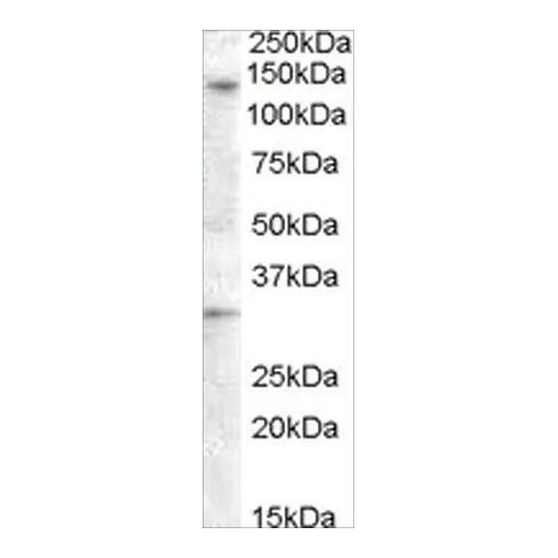 Merck Anti-GPR125 antibody produced in goat
