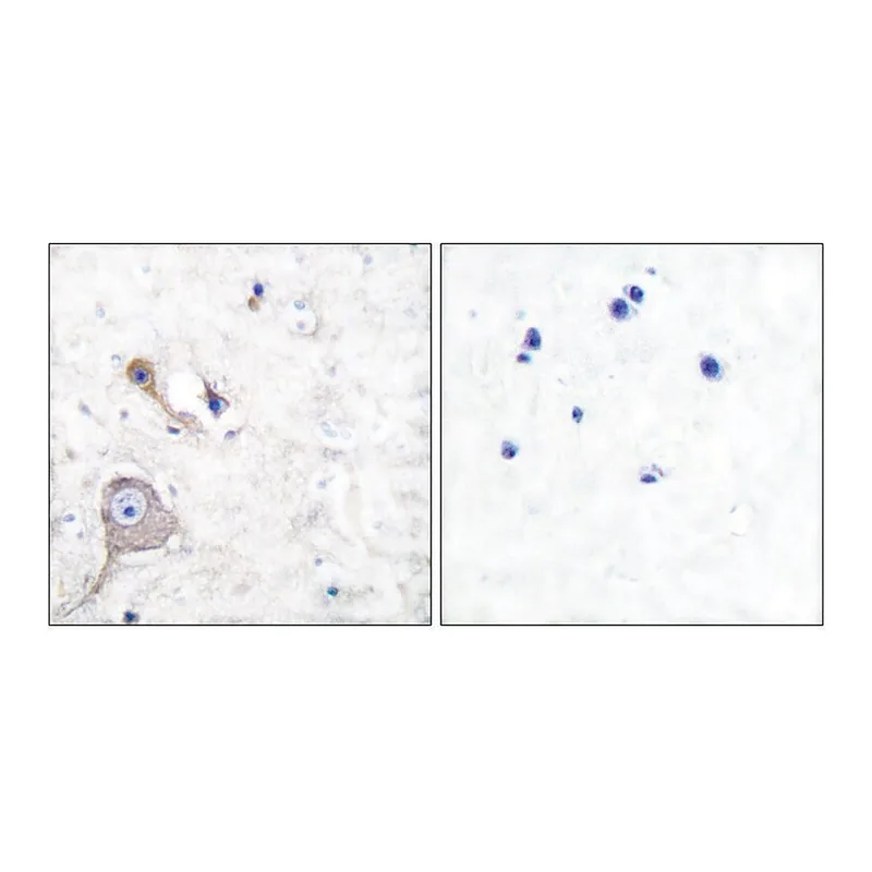 Merck Anti-S100 A1, N-Terminal antibody produced in rabbit