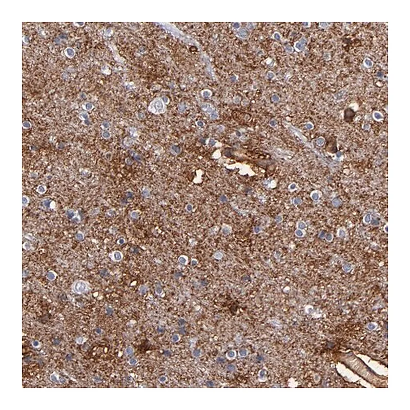 Merck Anti-PLSCR4 antibody produced in rabbit