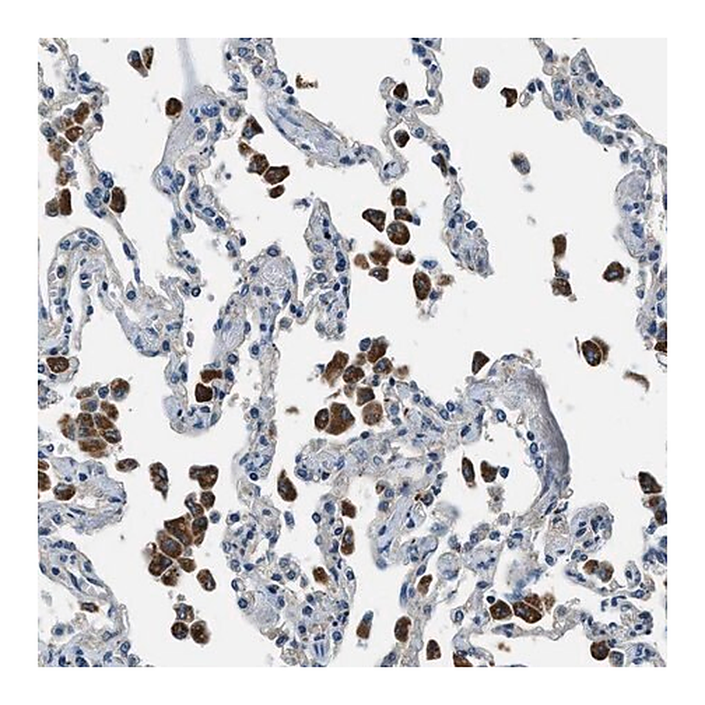 Merck Anti-SLC19A2 antibody produced in rabbit
