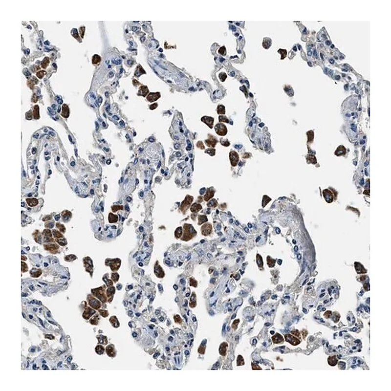 Merck Anti-SLC19A2 antibody produced in rabbit