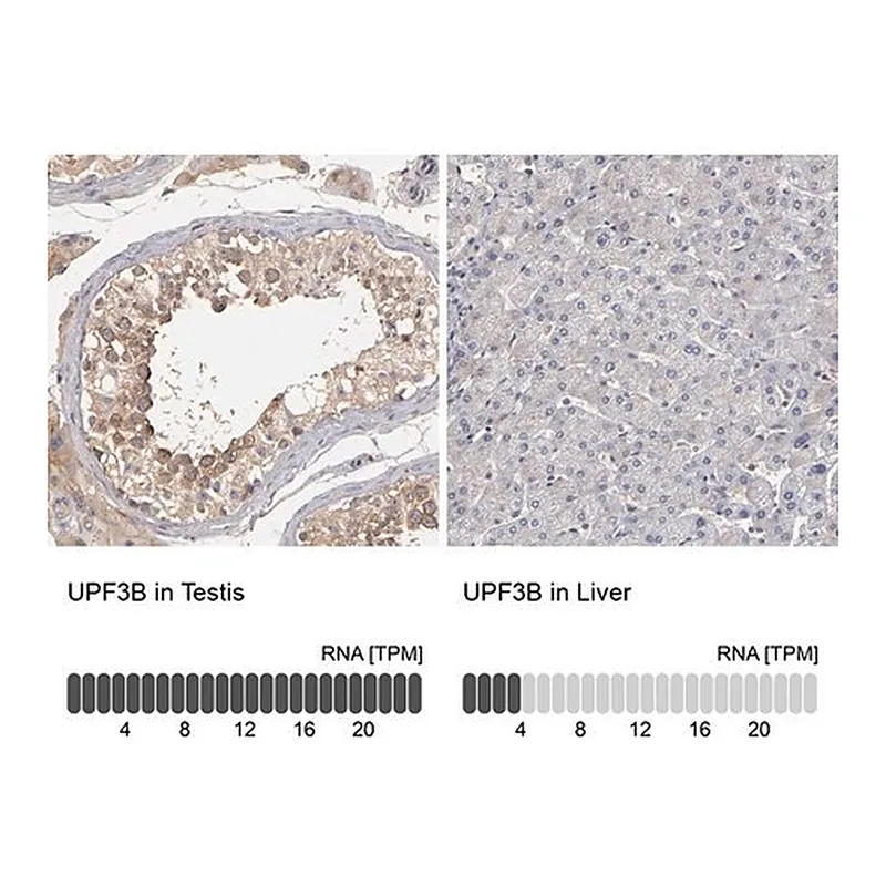 Merck Anti-UPF3B antibody produced in rabbit