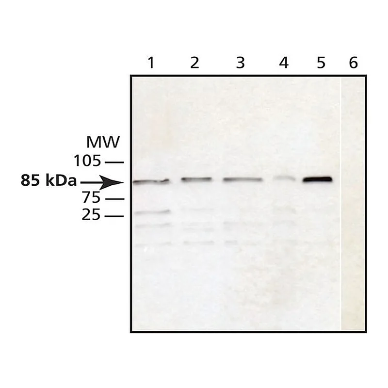 Merck Anti-Cullin-1 antibody produced in rabbit