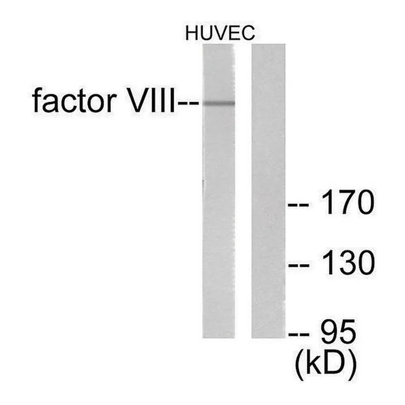 Merck Anti-Factor VIII antibody produced in rabbit