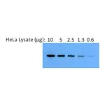 Thermo Fisher Scientific Goat anti-Rabbit IgG (H+L) Secondary Antibody, AP