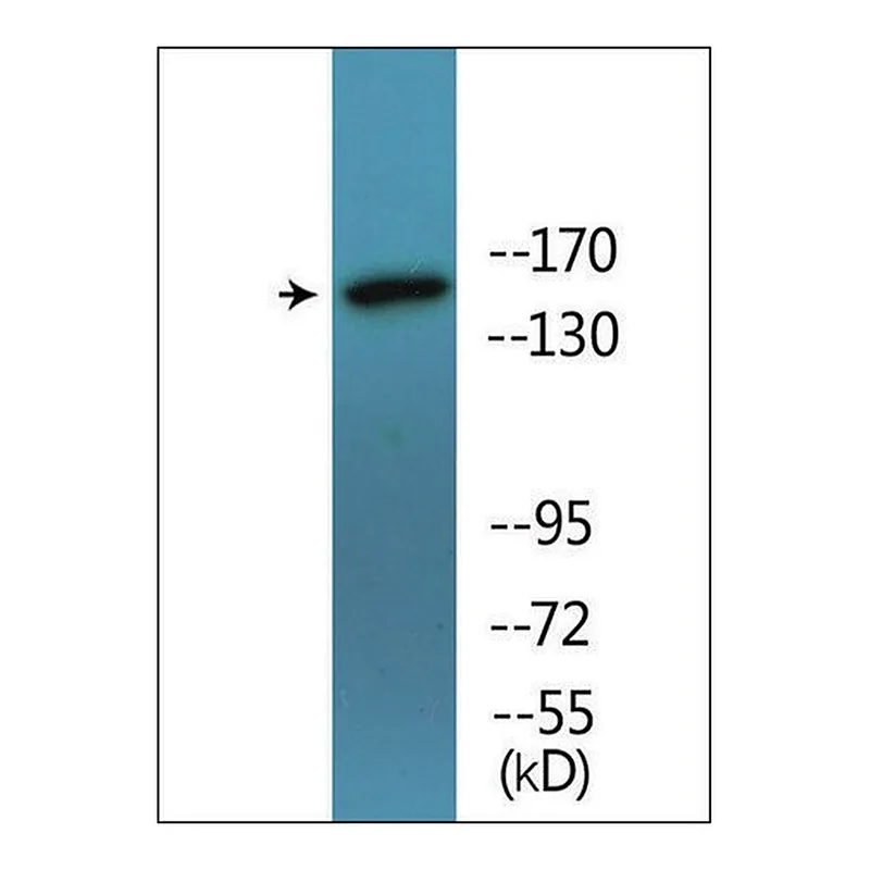 Merck Anti-phospho-SMC1 (pSer957) antibody produced in rabbit