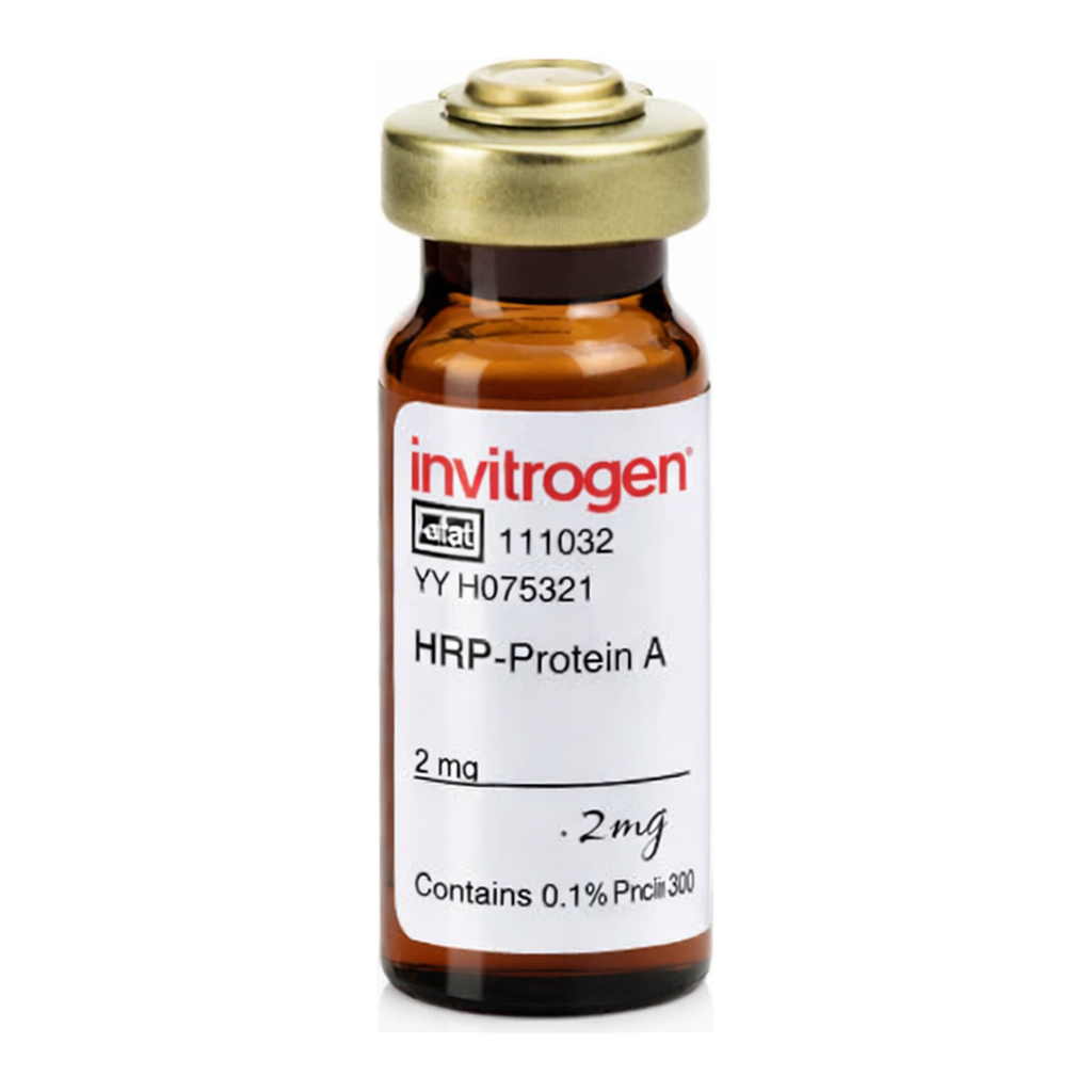 Thermo Fisher Scientific Protein A-HRP