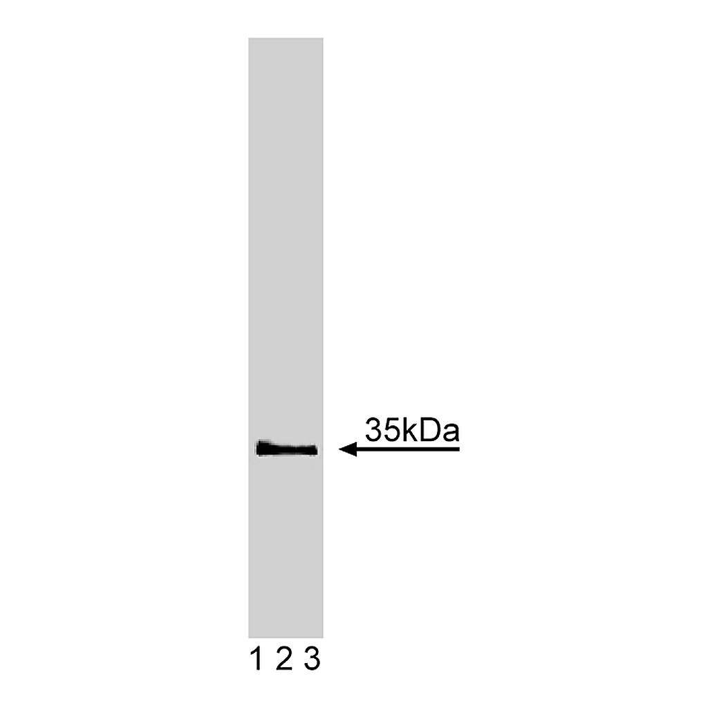 BD Purified Mouse Anti-SC35