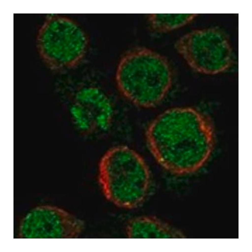 Merck Anti-MS4A14 antibody produced in rabbit