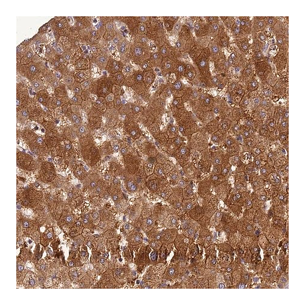 Merck Anti-ADAMTS7 antibody produced in rabbit