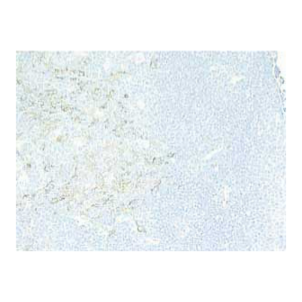 BD Purified Rat Anti-Mouse CD40