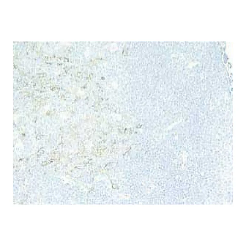 BD Purified Rat Anti-Mouse CD40