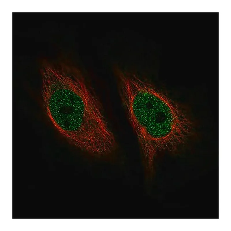 Merck Monoclonal Anti-ZNF10 antibody produced in mouse