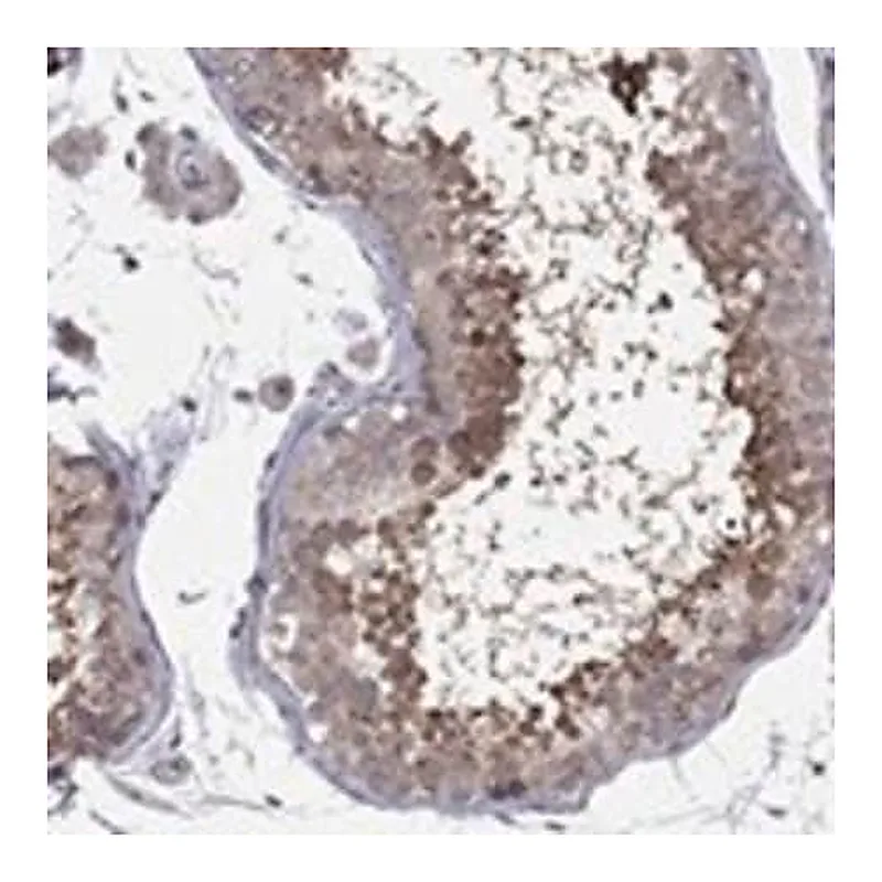 Merck Anti-DUSP7 antibody produced in rabbit