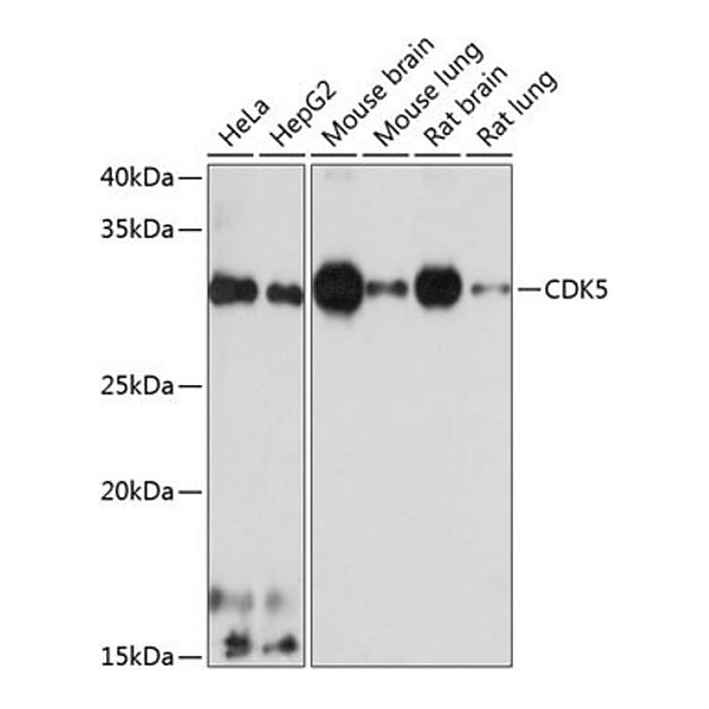 Merck Anti-CDK5 antibody produced in rabbit