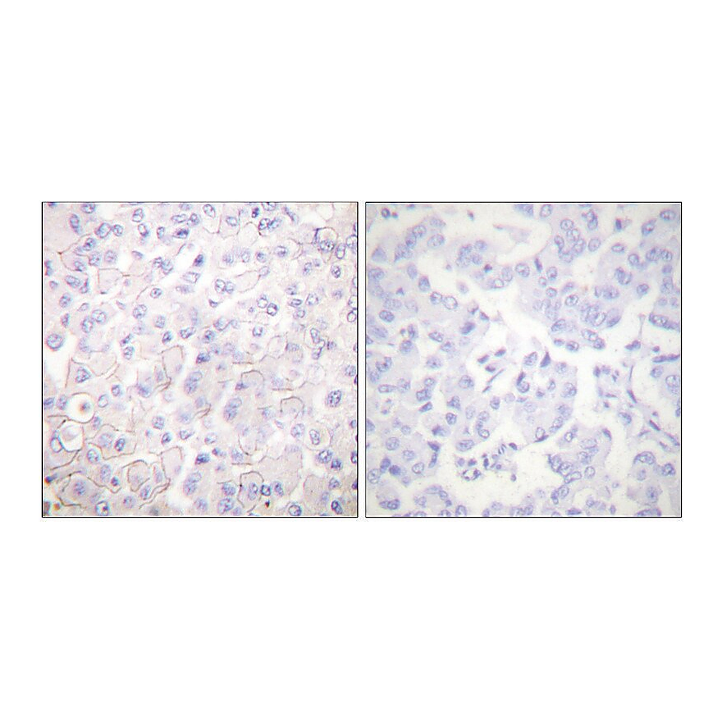 Merck Anti-Cadherin-pan antibody produced in rabbit