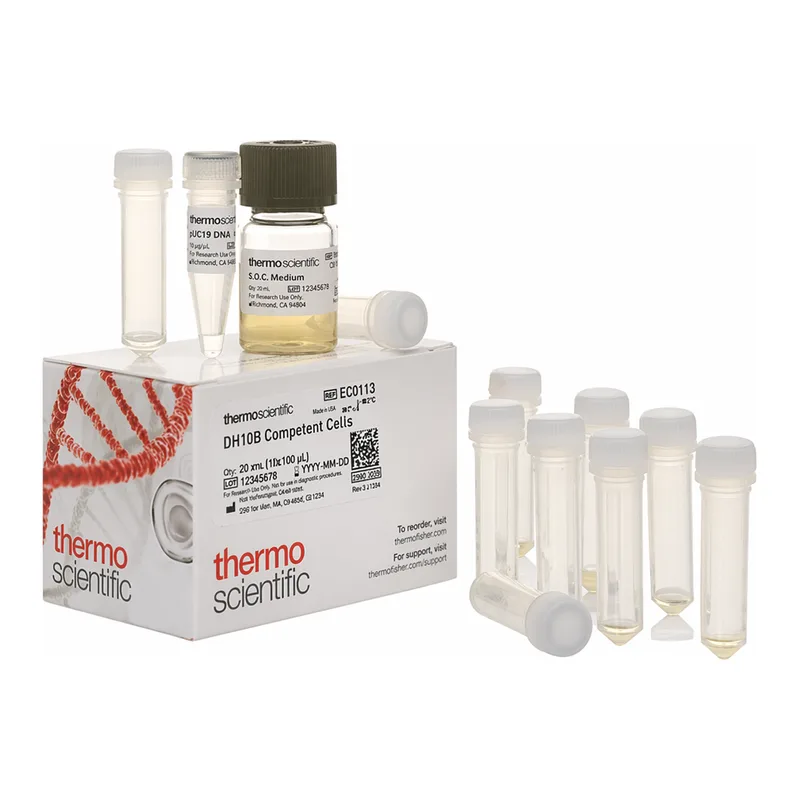 Thermo Fisher Scientific DH10B Competent Cells