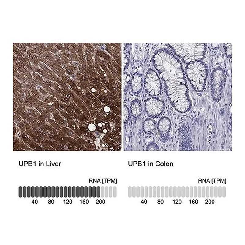 Merck Anti-UPB1 antibody produced in rabbit