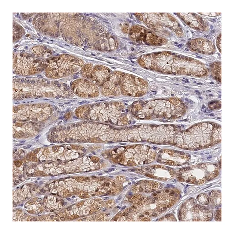 Merck Anti-PAAF1 antibody produced in rabbit