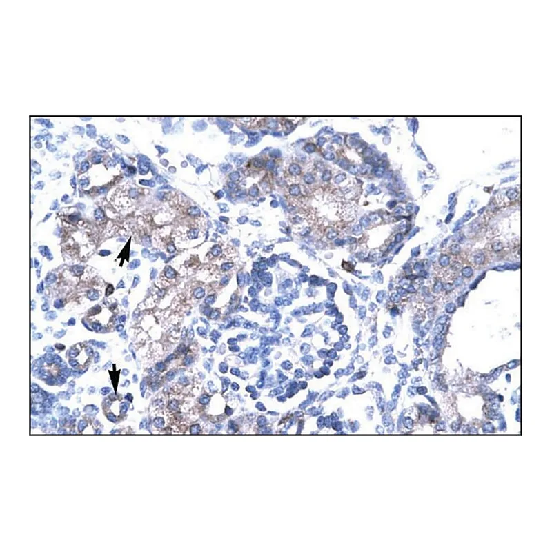 Merck Anti-TBX19 antibody produced in rabbit