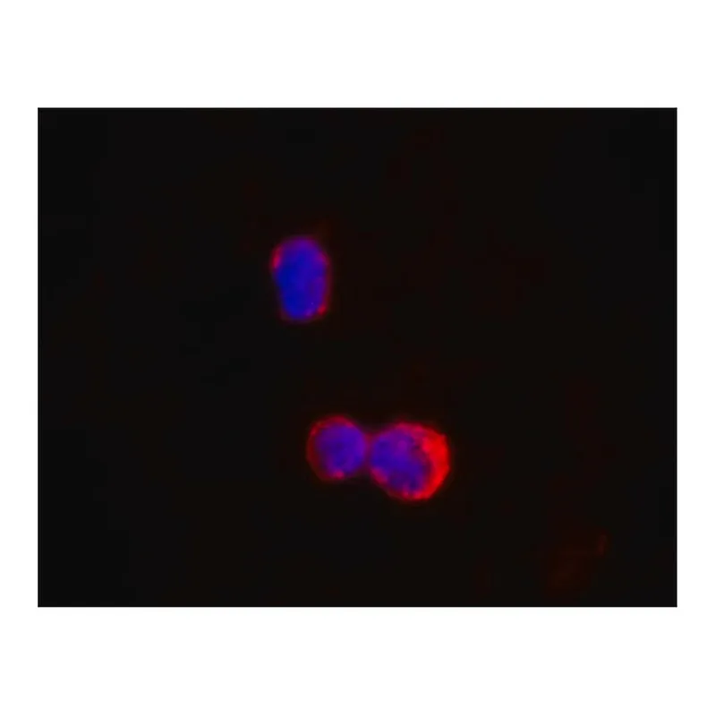 Merck Anti-IKZF1/IKAROS antibody, Mouse monoclonal
