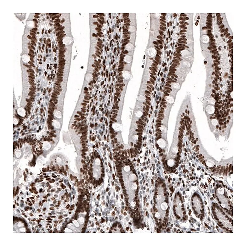 Merck Monoclonal Anti-H2AFY antibody produced in mouse