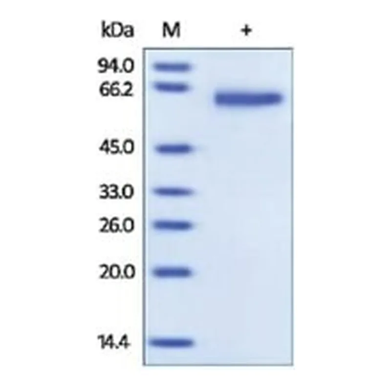 Merck GFRA1/GDNFRA,HUMAN