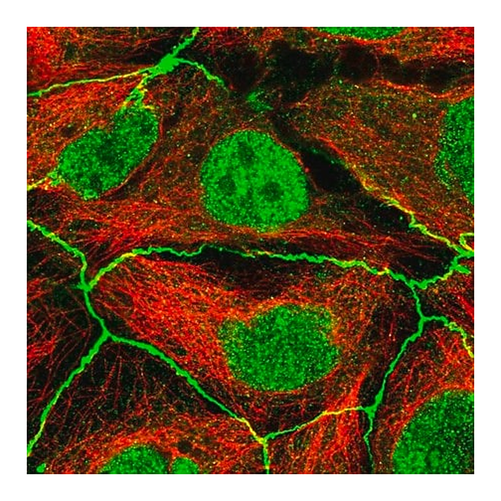 Merck Anti-PDGFRA antibody produced in rabbit