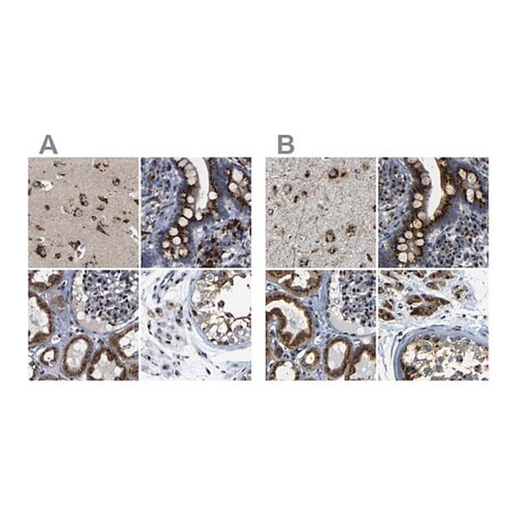 Merck Anti-TGOLN2 antibody produced in rabbit