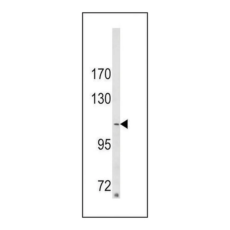 Merck ANTI-ARGBP2(N-TERMINAL) antibody produced in rabbit