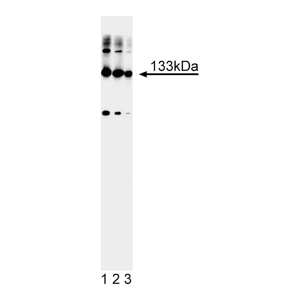 BD Purified Mouse Anti-Rat mGluR1α