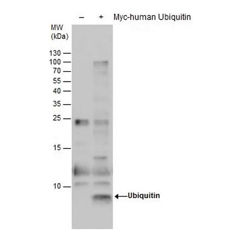 Merck Monoclonal Anti-Ubiquitin antibody produced in mouse