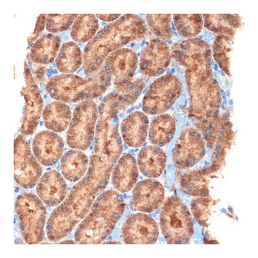 Merck Anti-NEK6 antibody produced in rabbit