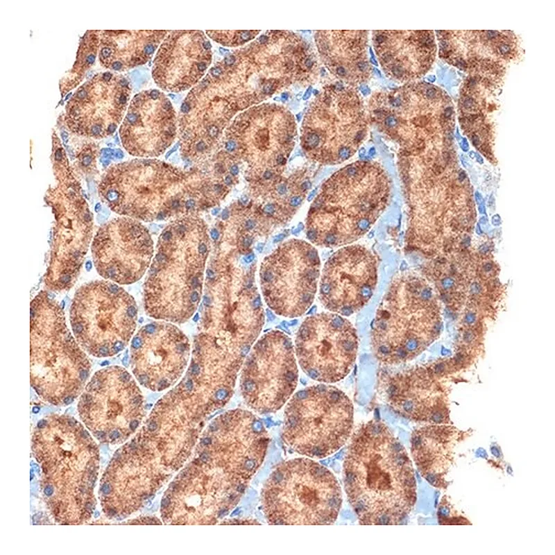 Merck Anti-NEK6 antibody produced in rabbit
