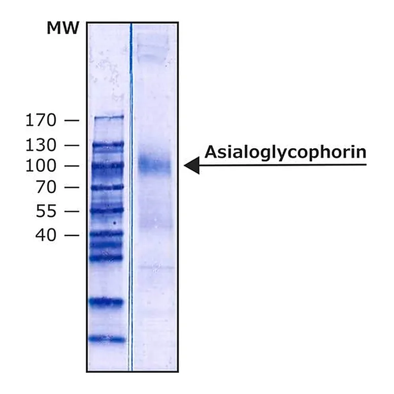 Merck Asialoglycophorin from Human Blood Type MN