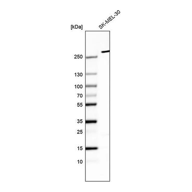 Merck Monoclonal Anti-MYO10 antibody produced in mouse